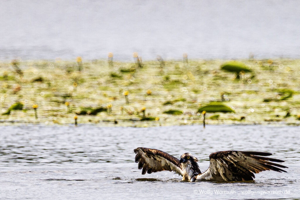 Fischadler mit Fisch im Greif, vom Fang im Wasser (Fischadler tief im Wasser) bis zum Kampf wieder aus dem Wasser zu kommen. Fisch vermeidlich groß..