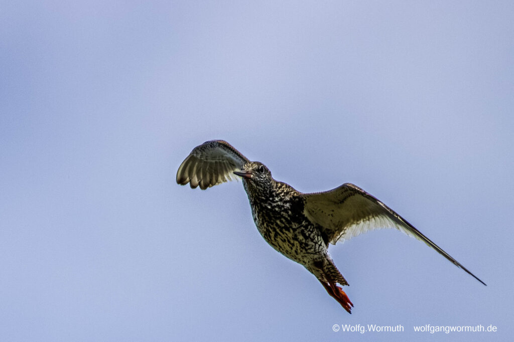 Rotsachenkel in Schweden auf Öland im Flug mit Ring.