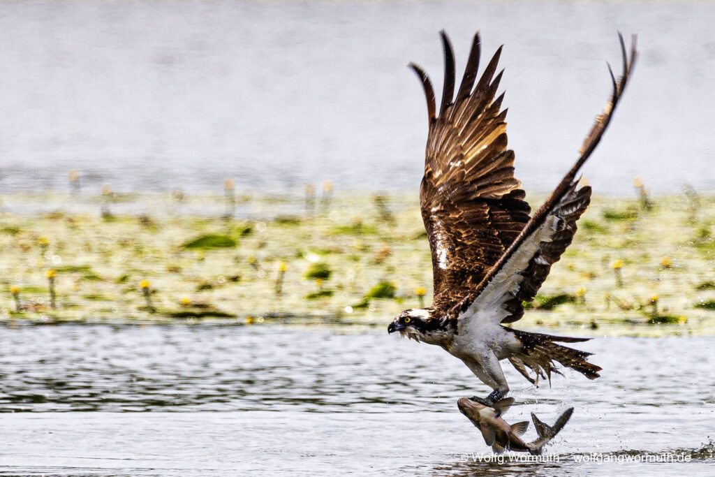 Fischadler mit Fisch im Greif, vom Fang im Wasser (Fischadler tief im Wasser) bis zum Kampf wieder aus dem Wasser zu kommen. Fisch vermeidlich groß..