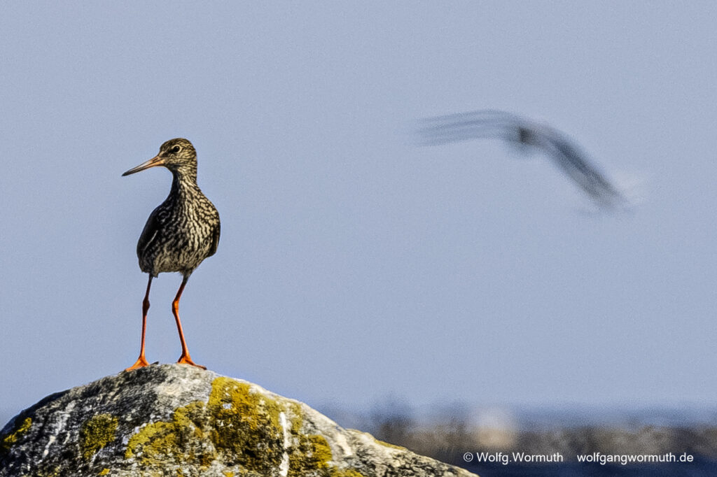 Rotschenkel in Schweden auf Öland auf einem Stein stehend. Ohne Ring.