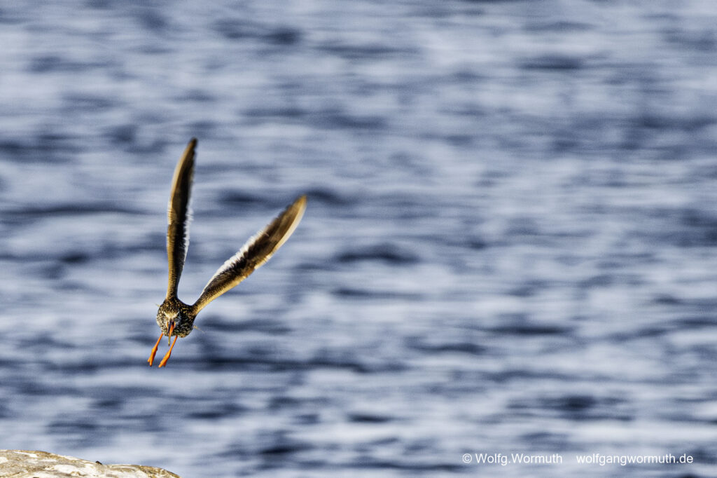 Rotsachenkel in Schweden auf Öland im Flug. Ohne Ring.