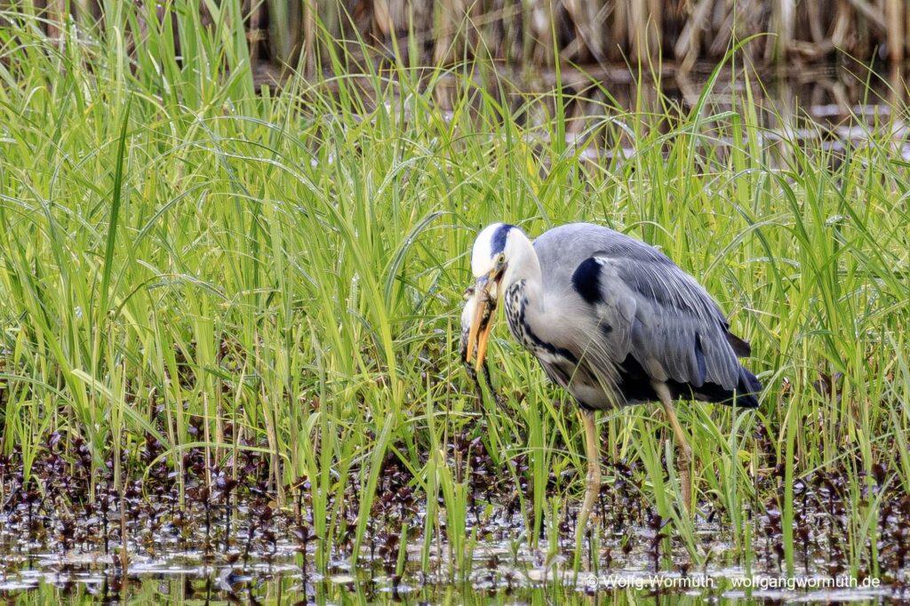 Graureiher mit Frosch im Schnabel. Zusehen wie er den Frosch runter würgt.