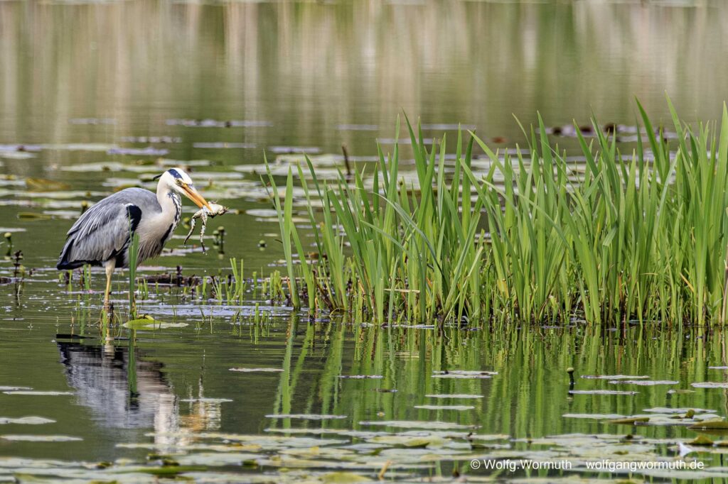 Graureiher mit Frosch im Schnabel. Zusehen wie er den Frosch runter würgt.