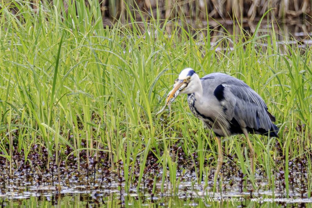 Graureiher mit Frosch im Schnabel. Zusehen wie er den Frosch runter würgt.
