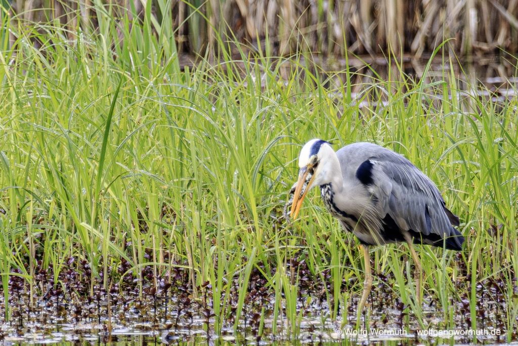 Graureiher mit Frosch im Schnabel. Zusehen wie er den Frosch runter würgt.