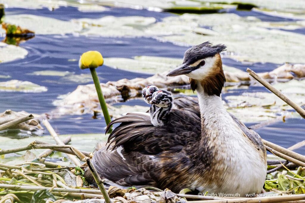 Haubentaucher Familie mit zwei Küken auf der Havel Scharfe Lanke in Spandau.
