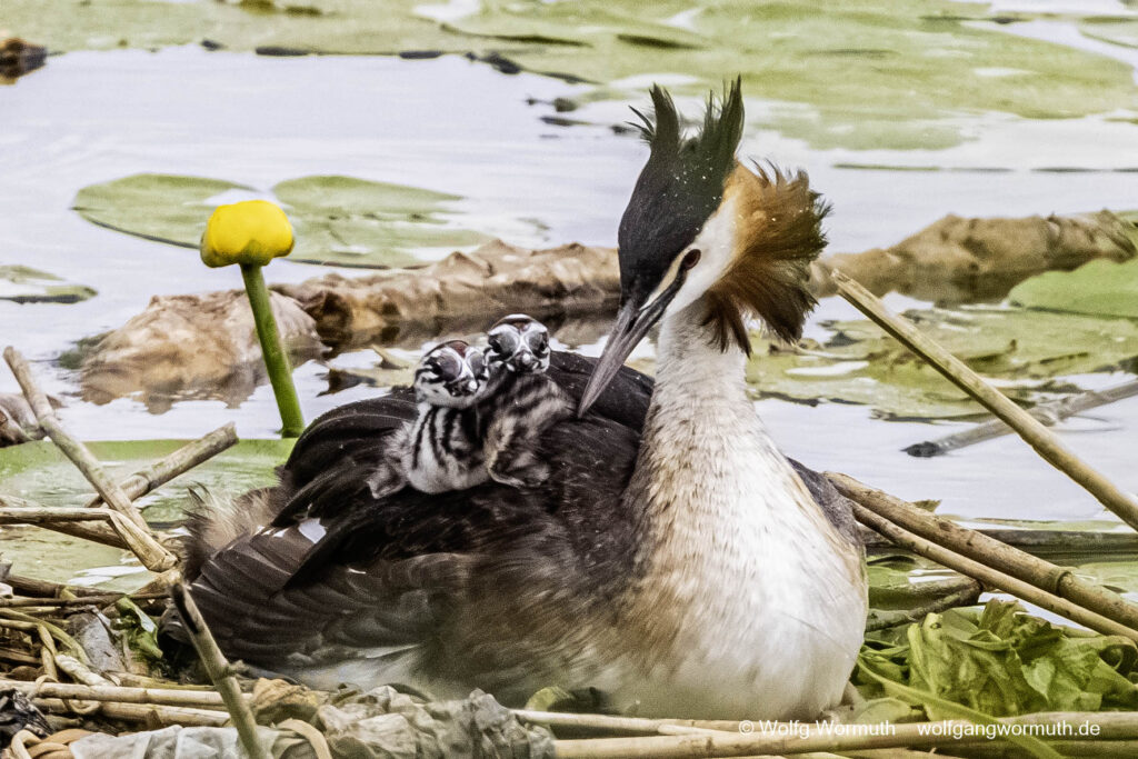 Haubentaucher Familie mit zwei Küken auf der Havel Scharfe Lanke in Spandau.
