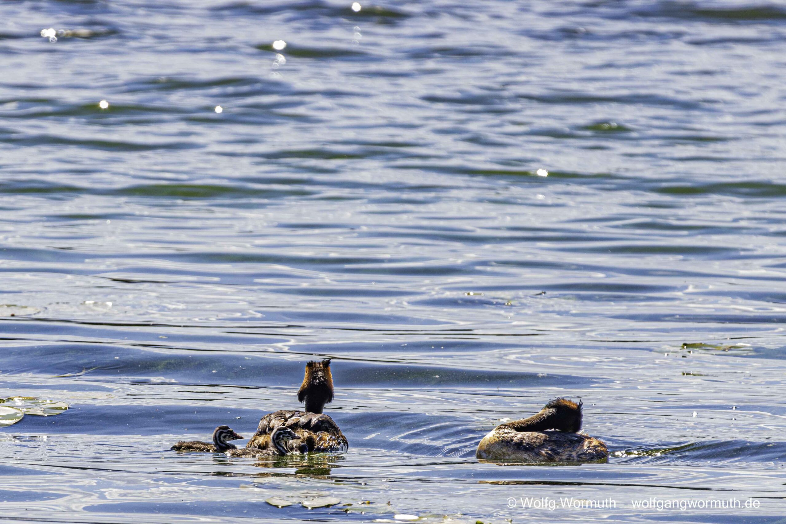 Haubentaucher Familie mit zwei Küken auf der Havel Scharfe Lanke in Spandau.