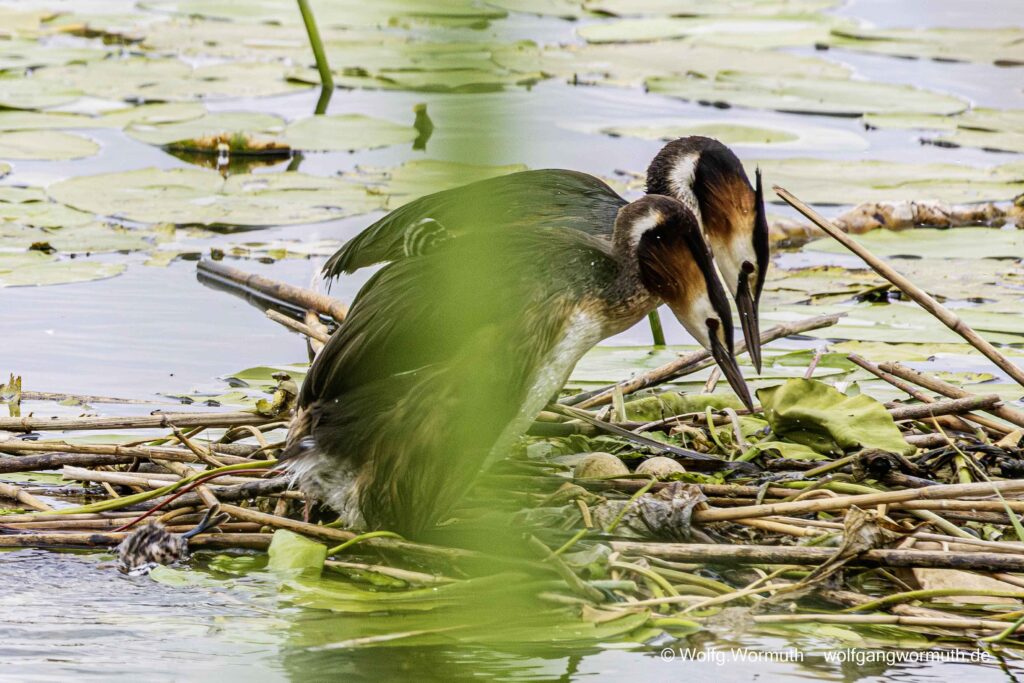 Haubentaucher Familie mit zwei Küken auf der Havel Scharfe Lanke in Spandau.