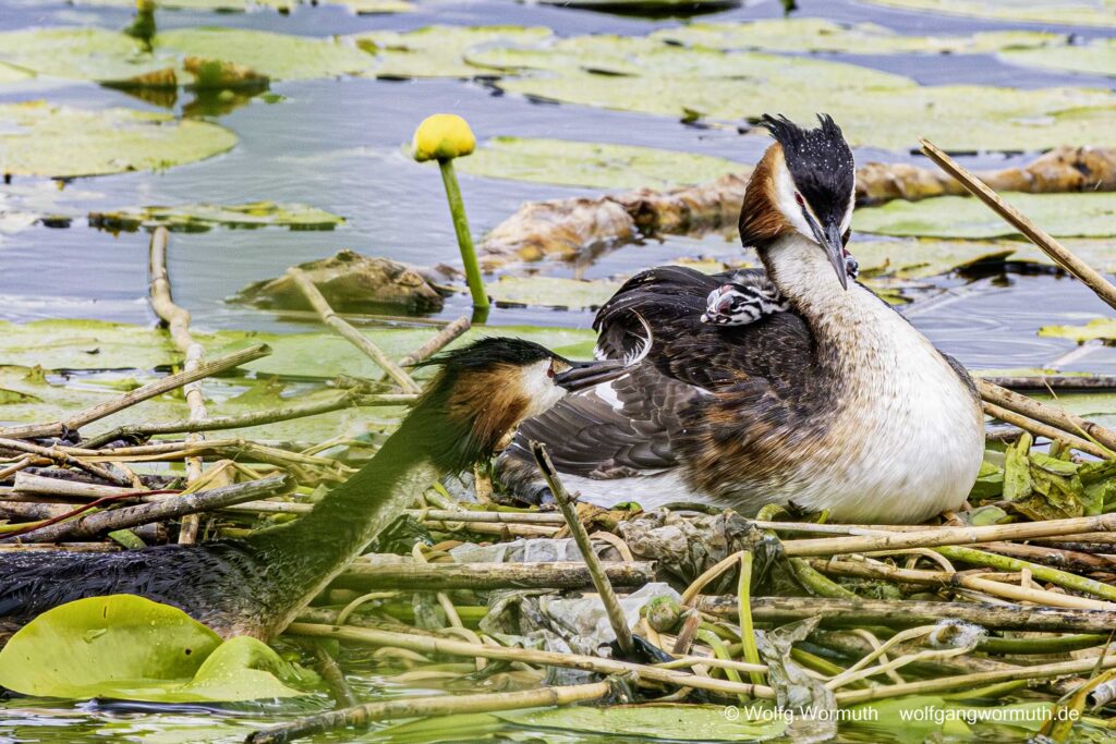 Haubentaucher Familie mit zwei Küken auf der Havel Scharfe Lanke in Spandau.