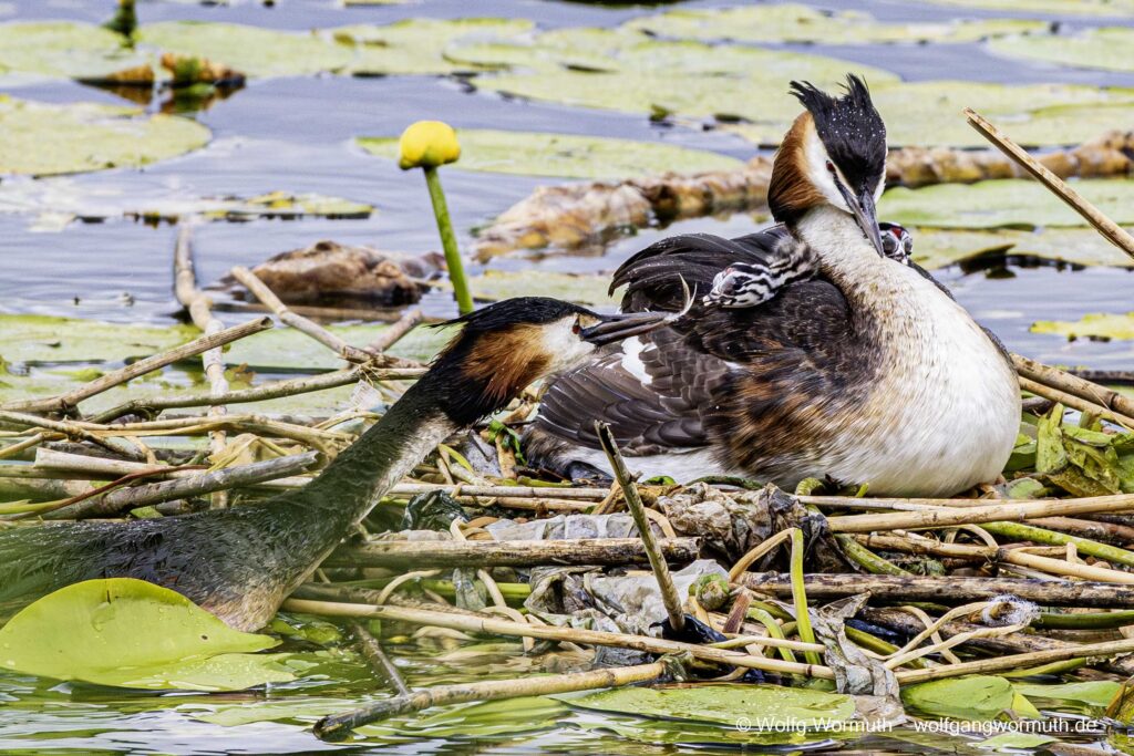 Haubentaucher Familie mit zwei Küken auf der Havel Scharfe Lanke in Spandau.