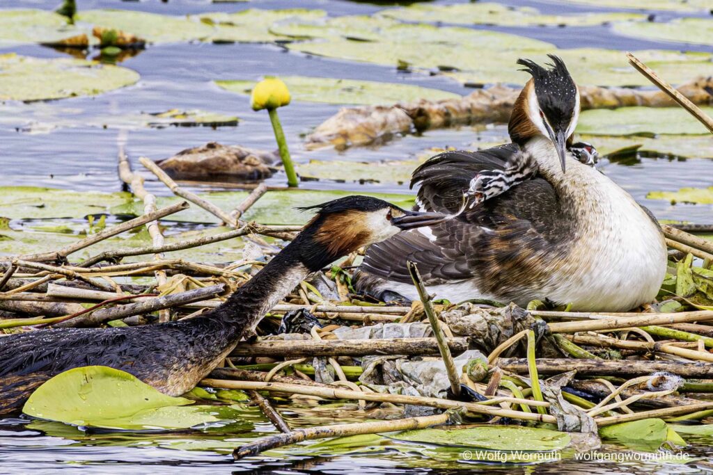 Haubentaucher Familie mit zwei Küken auf der Havel Scharfe Lanke in Spandau.
