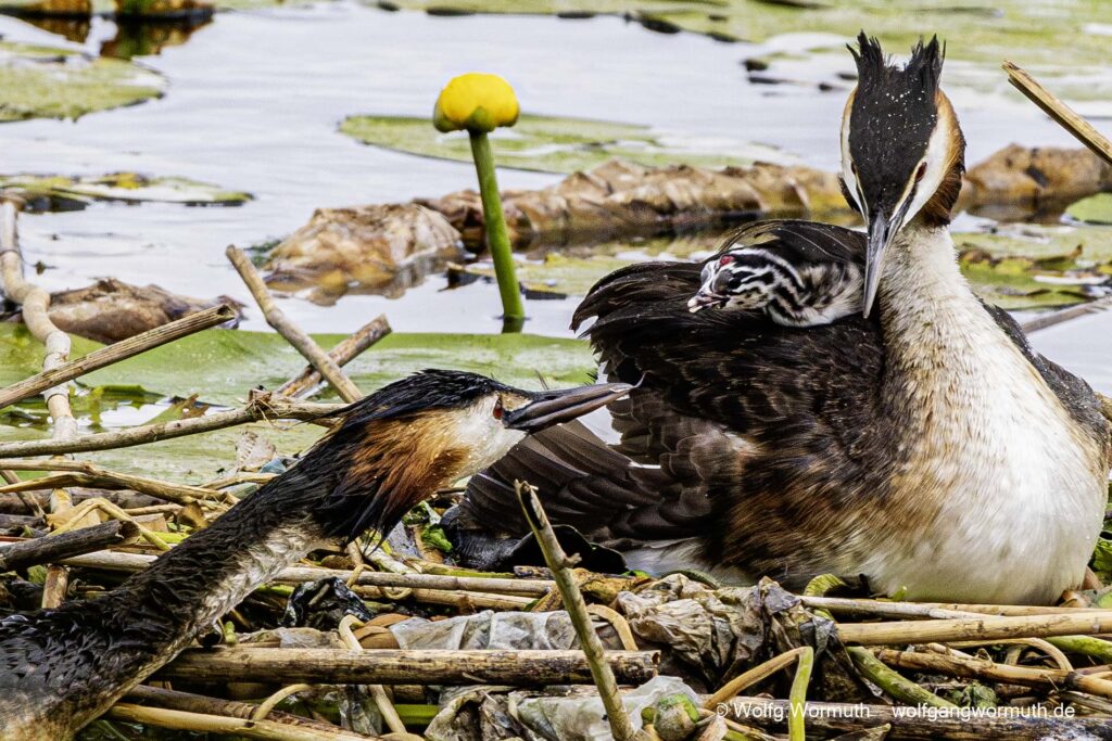 Haubentaucher Familie mit zwei Küken auf der Havel Scharfe Lanke in Spandau.