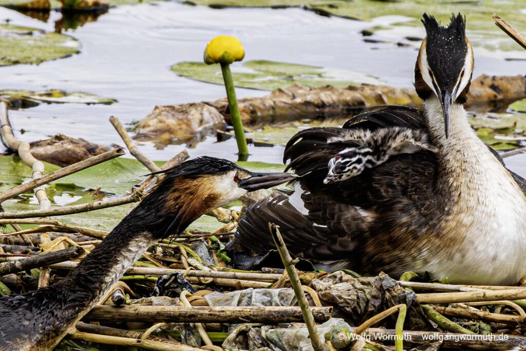 Haubentaucher Familie mit zwei Küken auf der Havel Scharfe Lanke in Spandau.