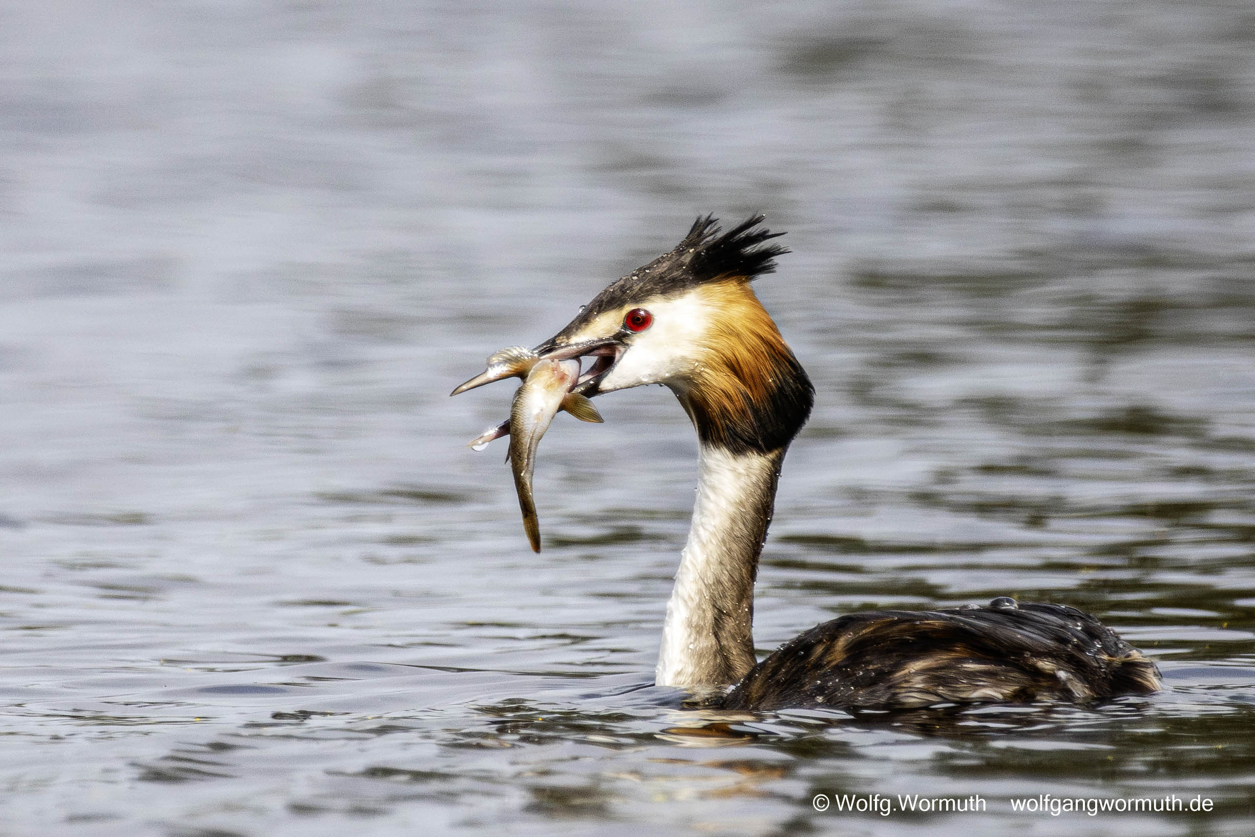 Haubentaucher mit Fisch im Schnabel.