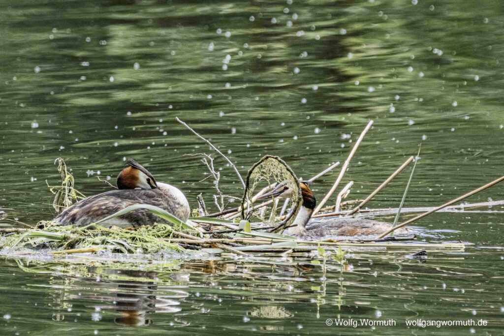 Haubentaucher am Nest mit drei Eiern.