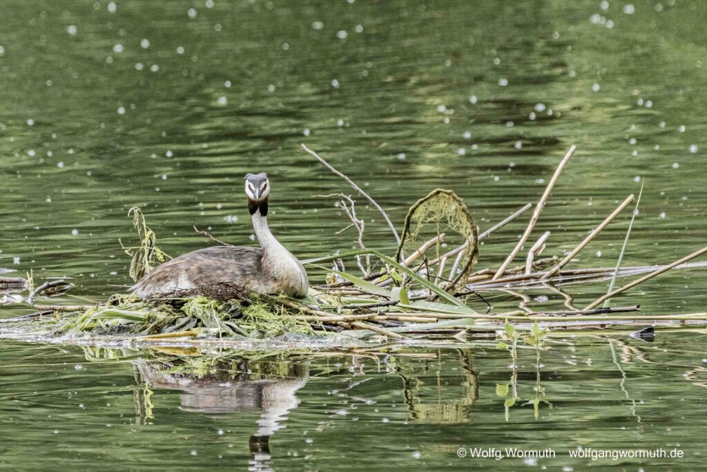 Haubentaucher am Nest mit drei Eiern.