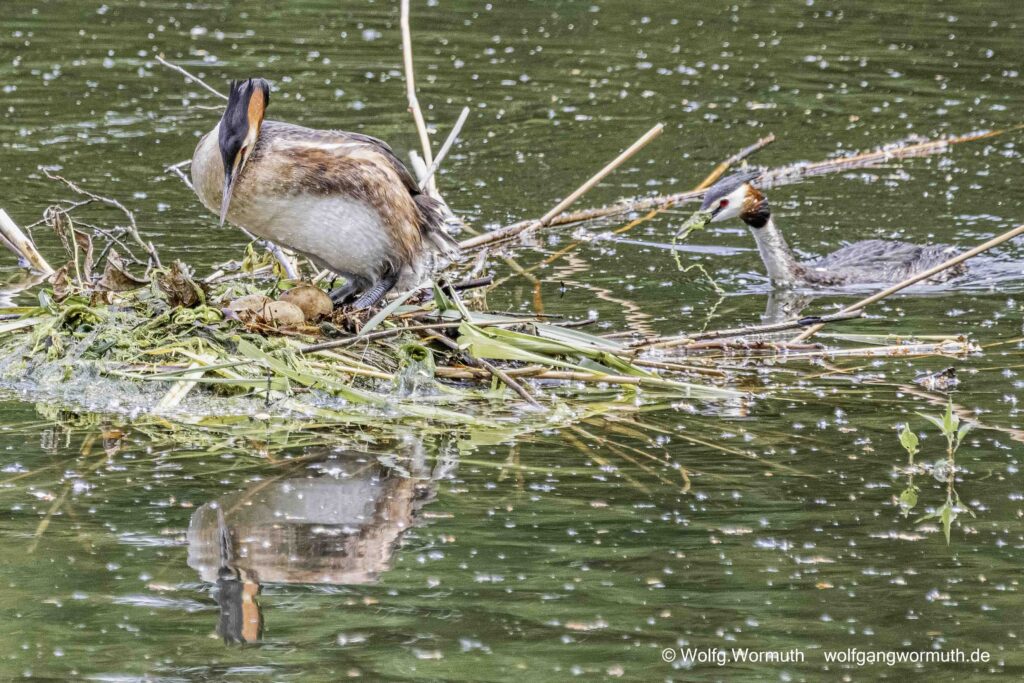 Haubentaucher am Nest mit drei Eiern.