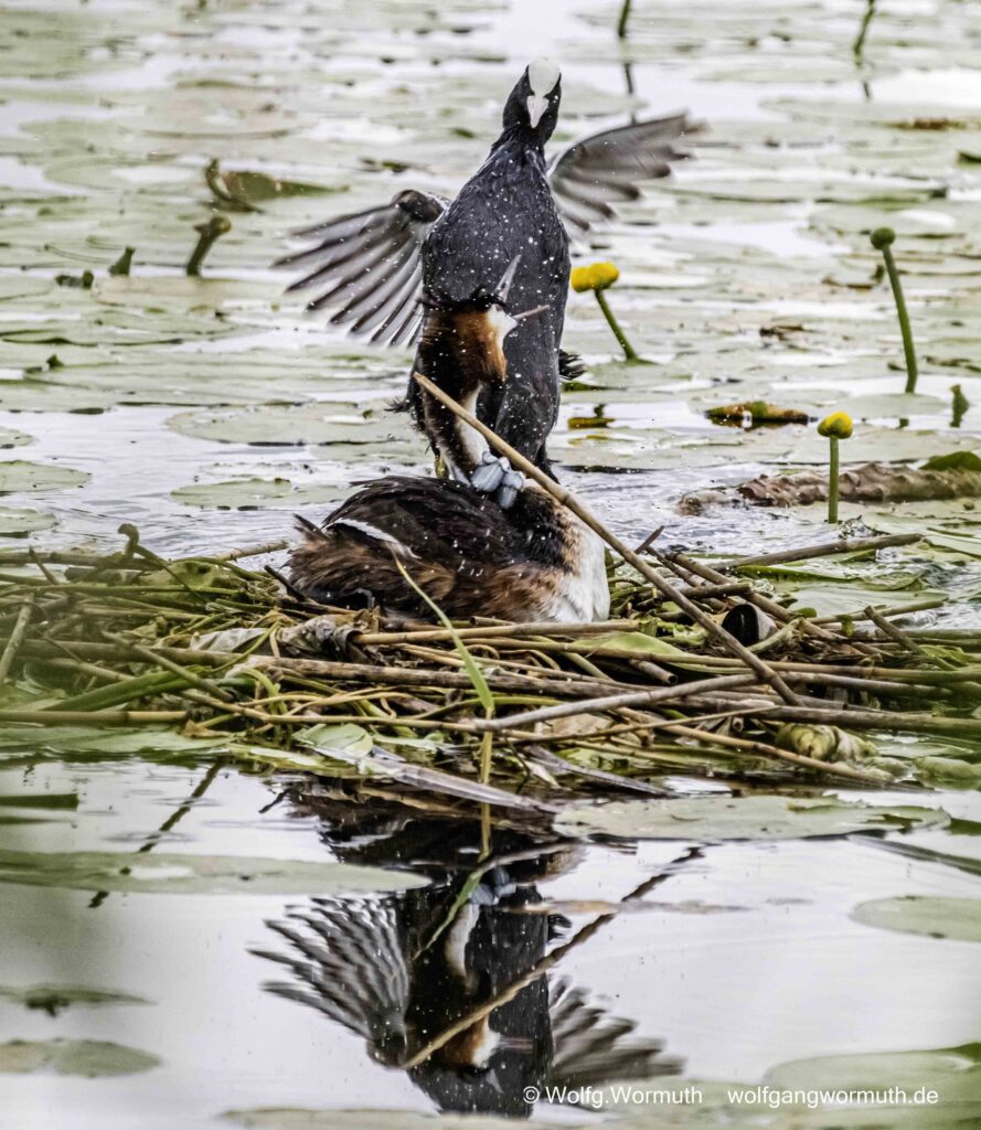 Blässhuhn greift Haubentaucher auf seinem Nest frontal an. Schwerer Kampf.