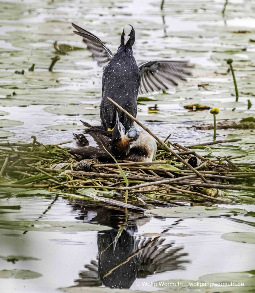 Blässhuhn greift Haubentaucher auf seinem Nest frontal an. Schwerer Kampf.
