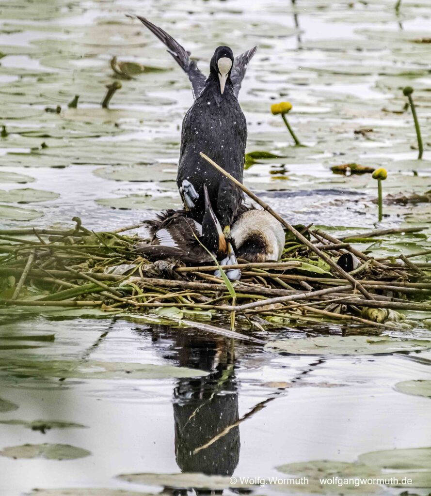 Blässhuhn greift Haubentaucher auf seinem Nest frontal an. Schwerer Kampf.
