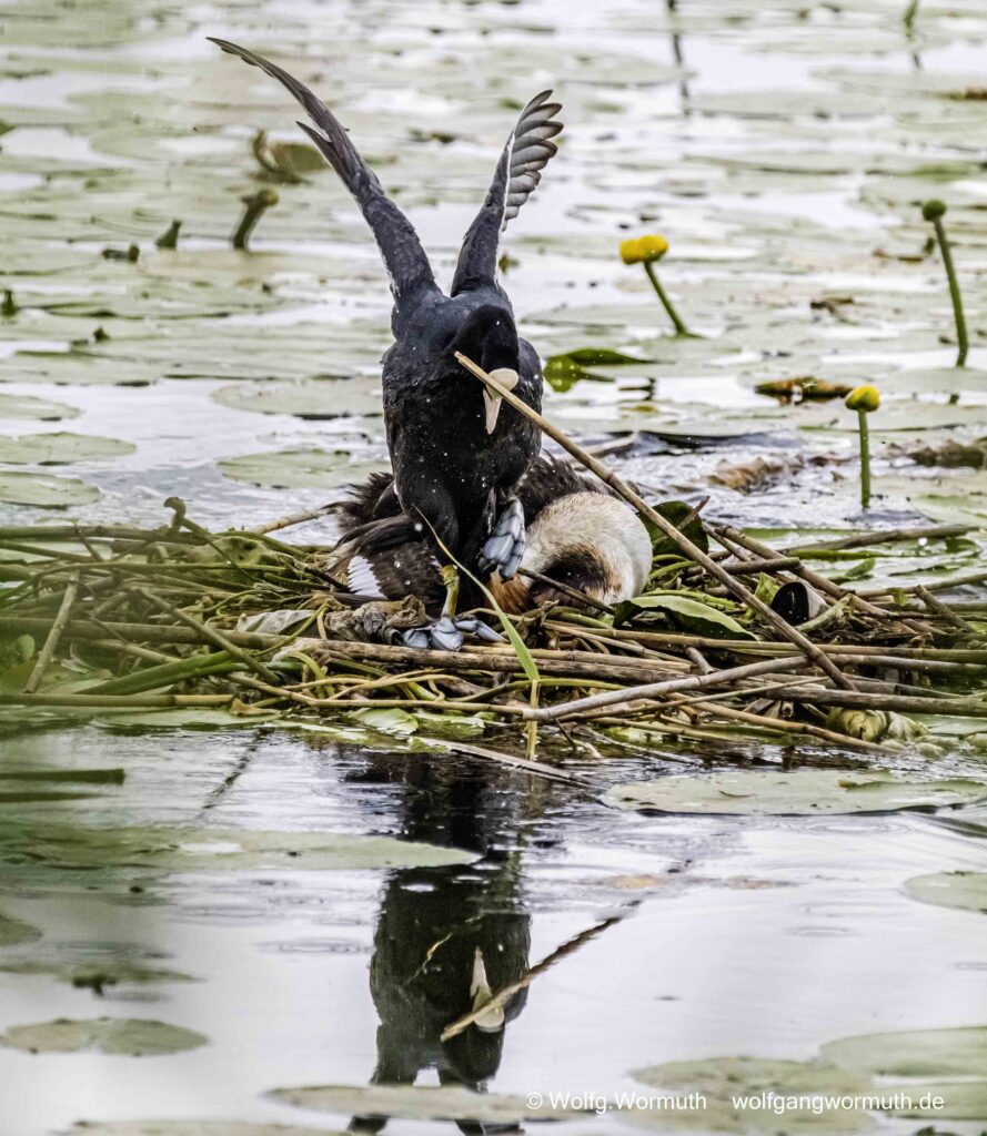 Blässhuhn greift Haubentaucher auf seinem Nest frontal an. Schwerer Kampf.