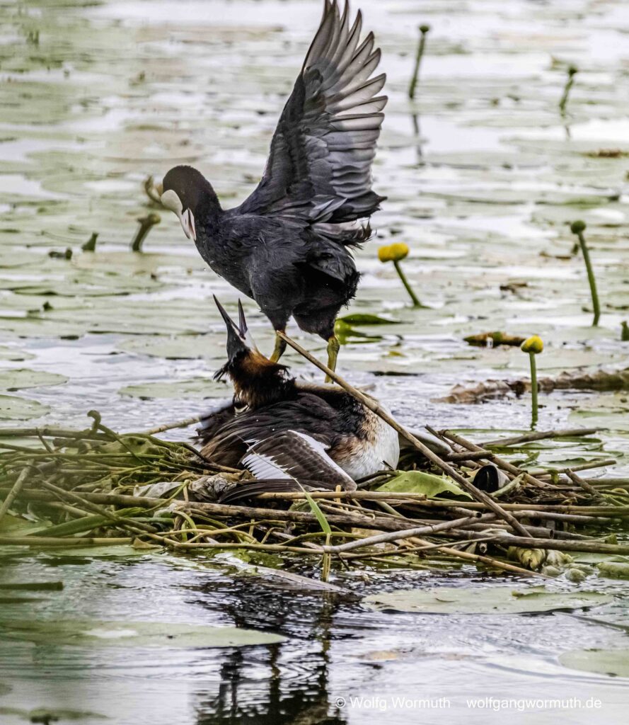 Blässhuhn greift Haubentaucher auf seinem Nest frontal an. Schwerer Kampf.