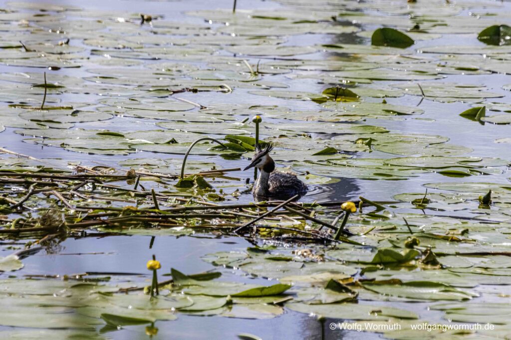 Haubentaucher bei der Vogelhochzeit.