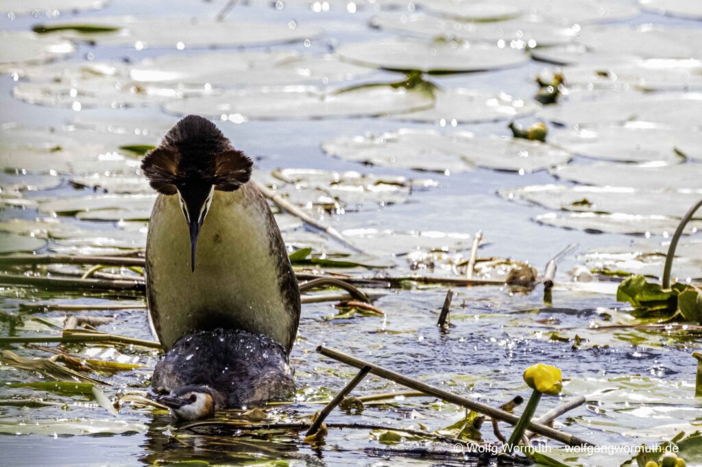 Haubentaucher bei der Vogelhochzeit.