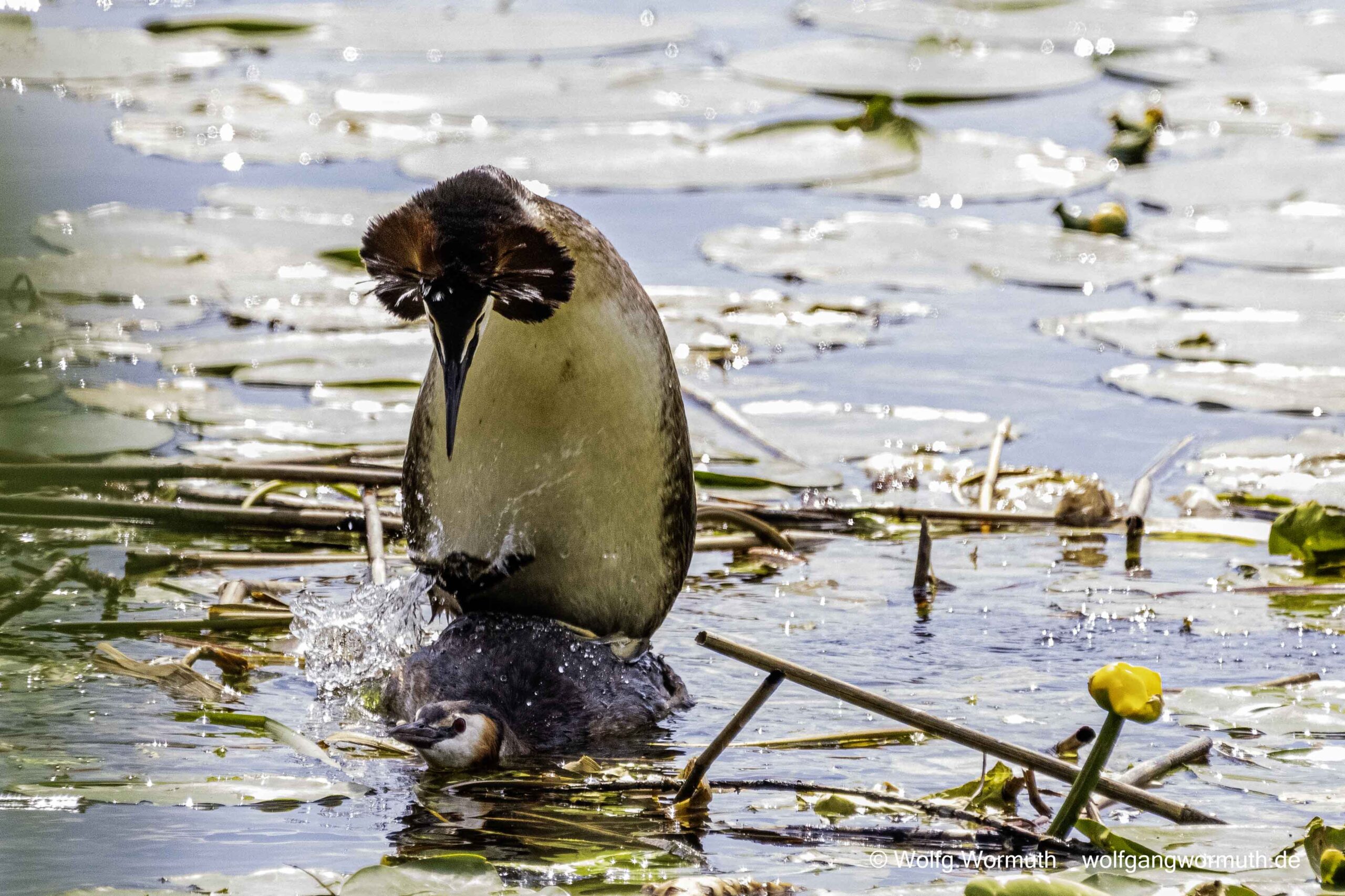 Haubentaucher bei der Vogelhochzeit.