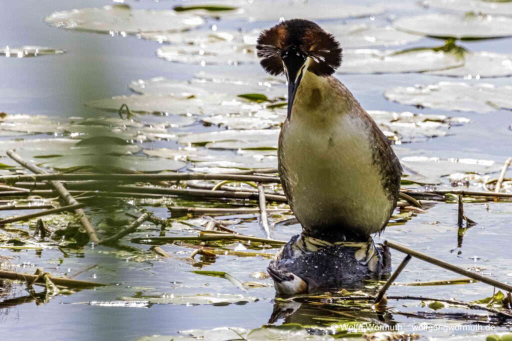 Haubentaucher bei der Vogelhochzeit.