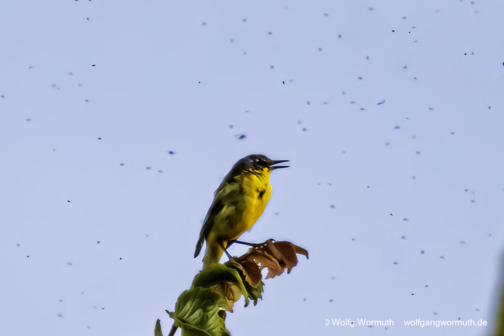 Schafstelze in Dänemark im Baum beim fressen. Um rum sehr viele Mücken.