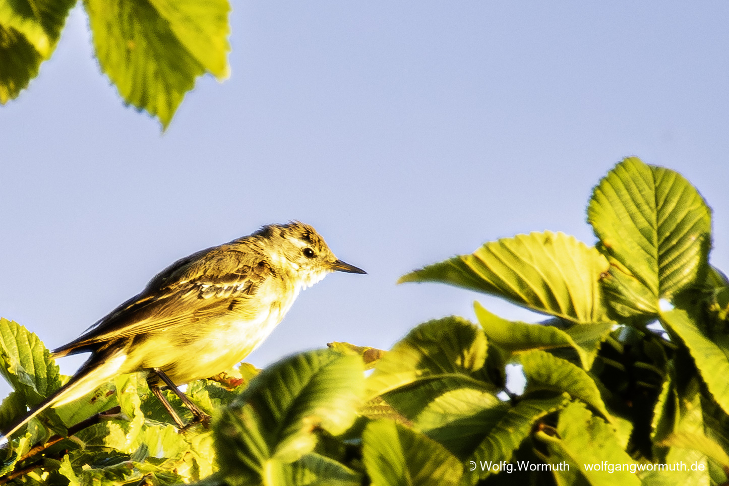 Schafstelze in Dänemark im Baum beim fressen. Um rum sehr viele Mücken.
