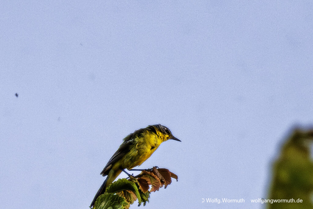 Schafstelze in Dänemark im Baum beim fressen. Um rum sehr viele Mücken.