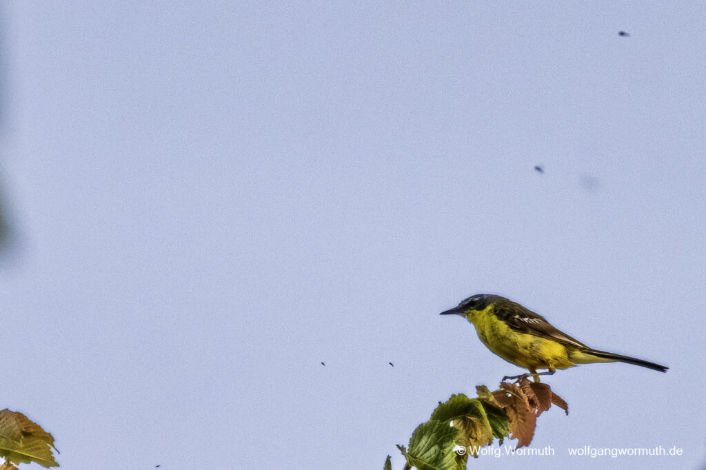 Schafstelze in Dänemark im Baum beim fressen. Um rum sehr viele Mücken.