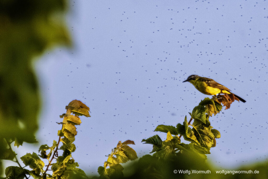 Schafstelze in Dänemark im Baum beim fressen. Um rum sehr viele Mücken.