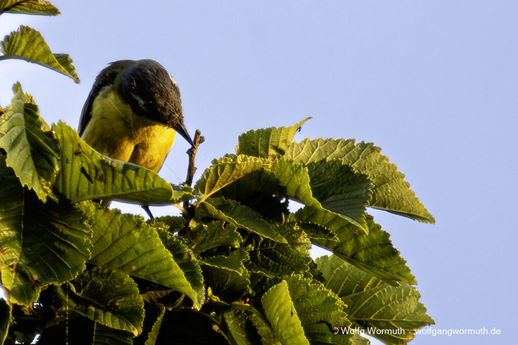 Schafstelze in Dänemark im Baum beim fressen. Um rum sehr viele Mücken.