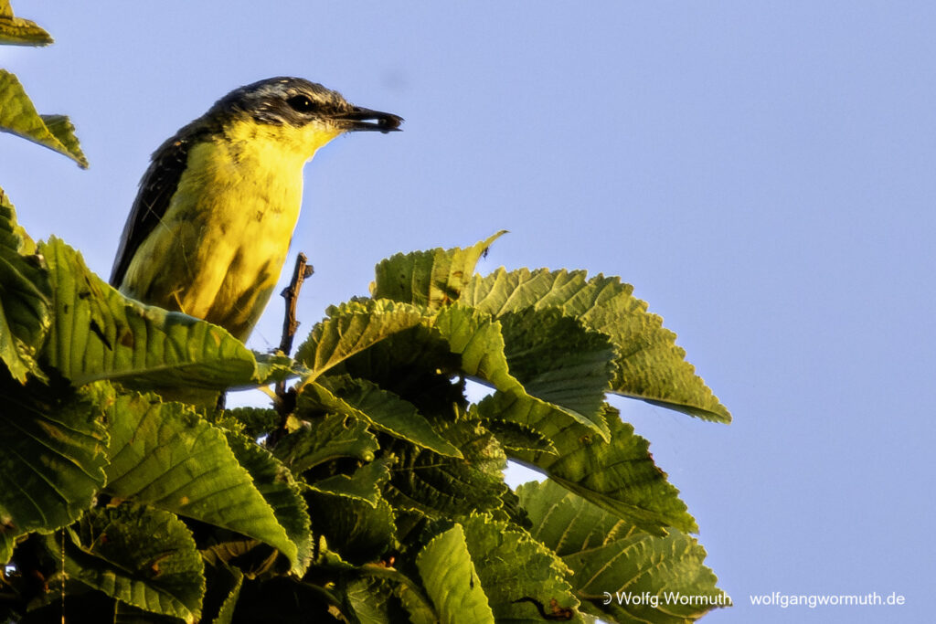 Schafstelze in Dänemark im Baum beim fressen. Um rum sehr viele Mücken.