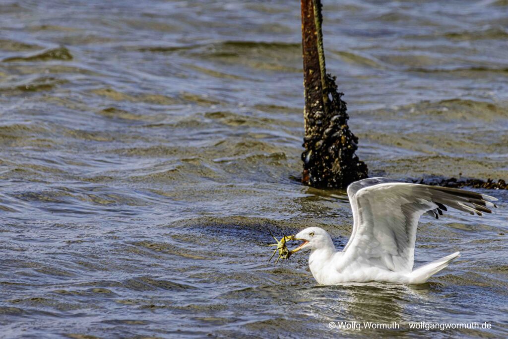 Silbermöwe beim fressen einer Krabbe. In Dänemark bei Kolding.