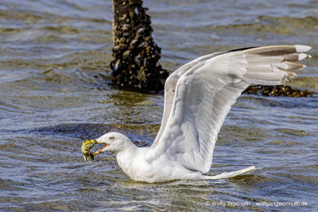 Silbermöwe beim fressen einer Krabbe. In Dänemark bei Kolding.