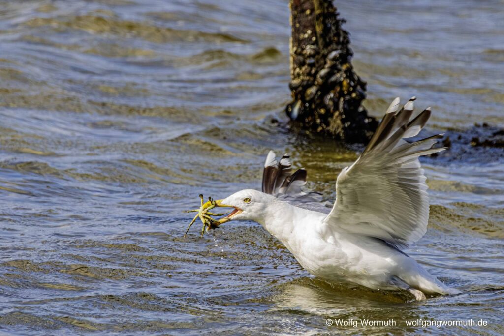 Silbermöwe beim fressen einer Krabbe. In Dänemark bei Kolding.