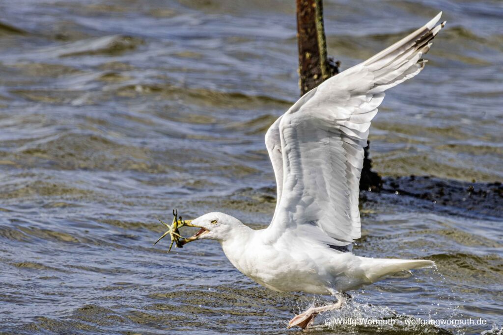 Silbermöwe beim fressen einer Krabbe. In Dänemark bei Kolding.
