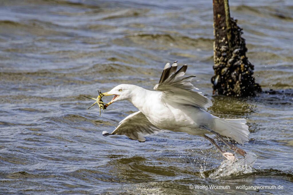 Silbermöwe beim fressen einer Krabbe. In Dänemark bei Kolding.