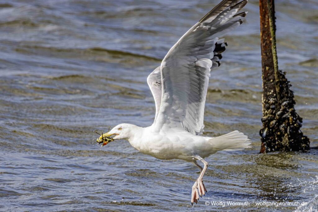 Silbermöwe beim fressen einer Krabbe. In Dänemark bei Kolding.