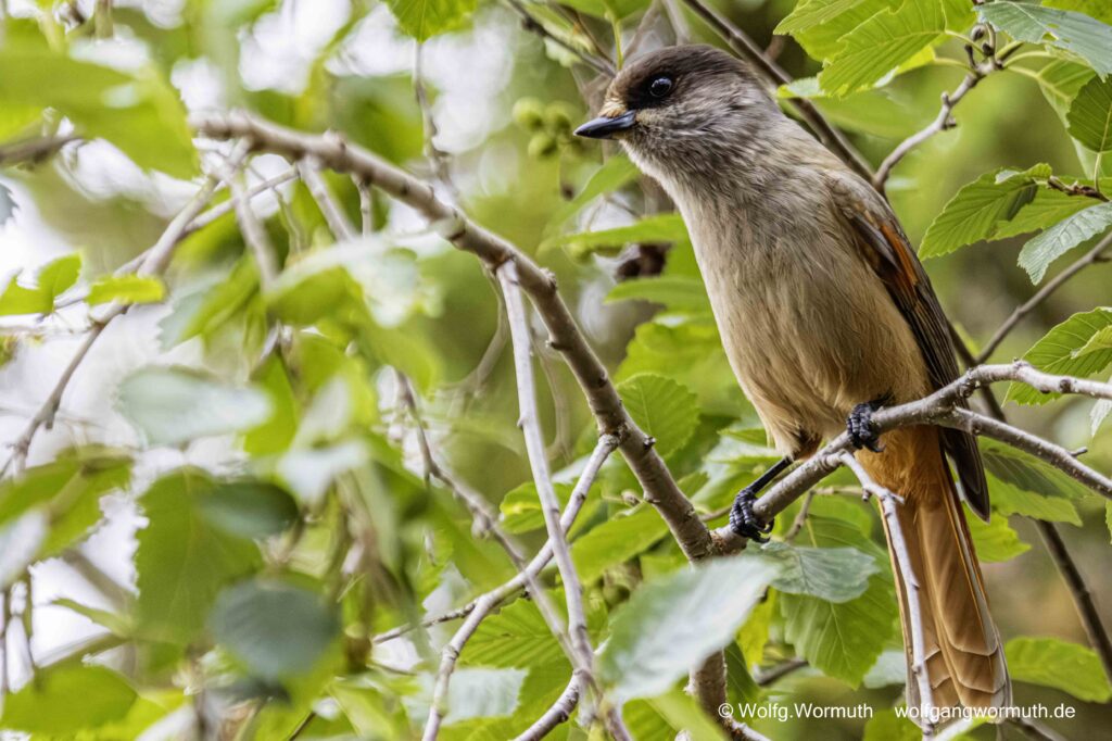 Unglückhäher in Finnland im Wald. Er sitzt im Baum.