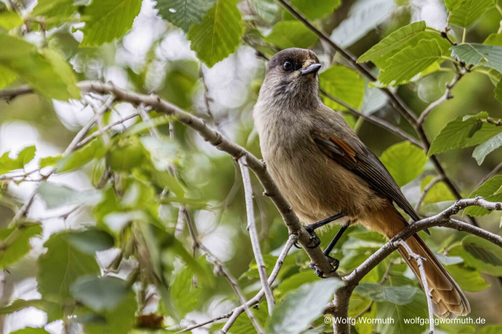 Unglückhäher in Finnland im Wald. Er sitzt im Baum.