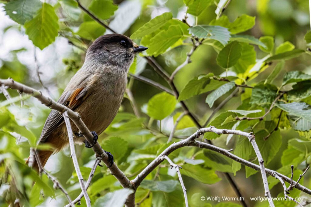 Unglückhäher in Finnland im Wald. Er sitzt im Baum.