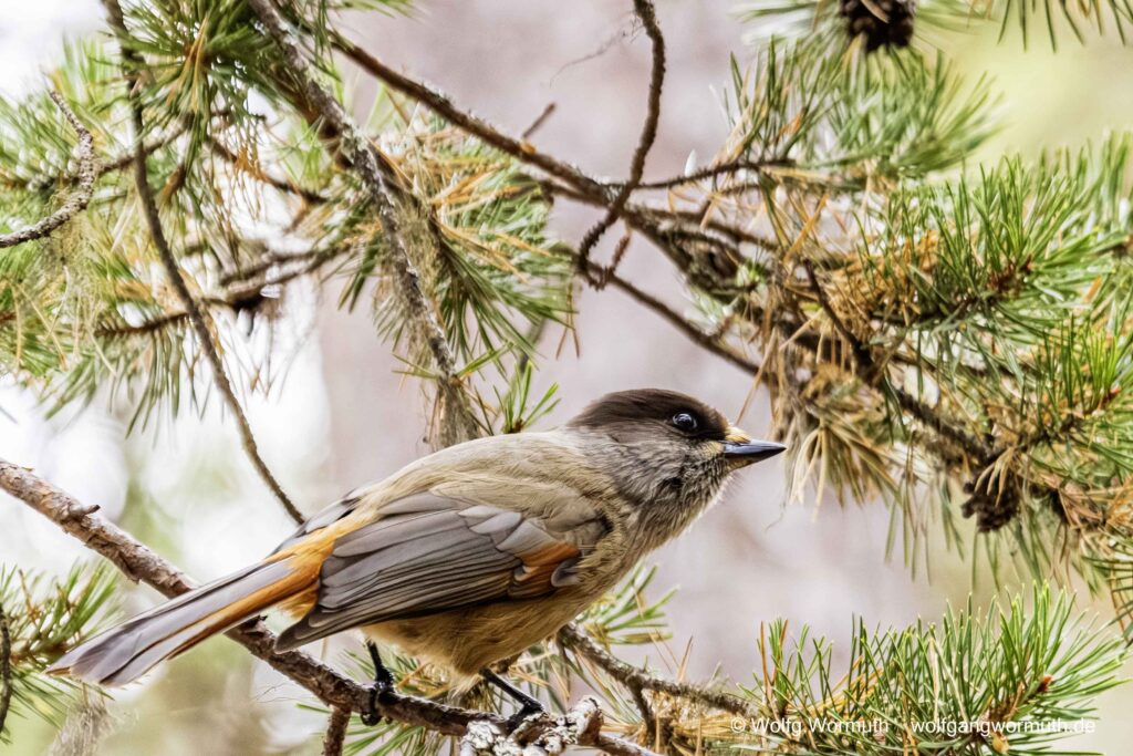 Unglückhäher in Finnland im Wald. Er sitzt im Baum.