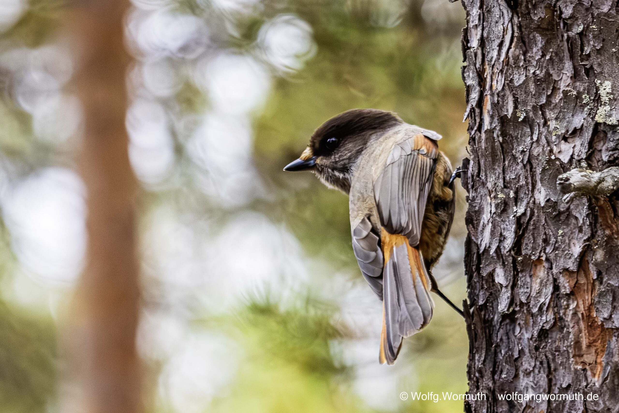 Unglückhäher in Finnland im Wald. Er sitzt im Baum.