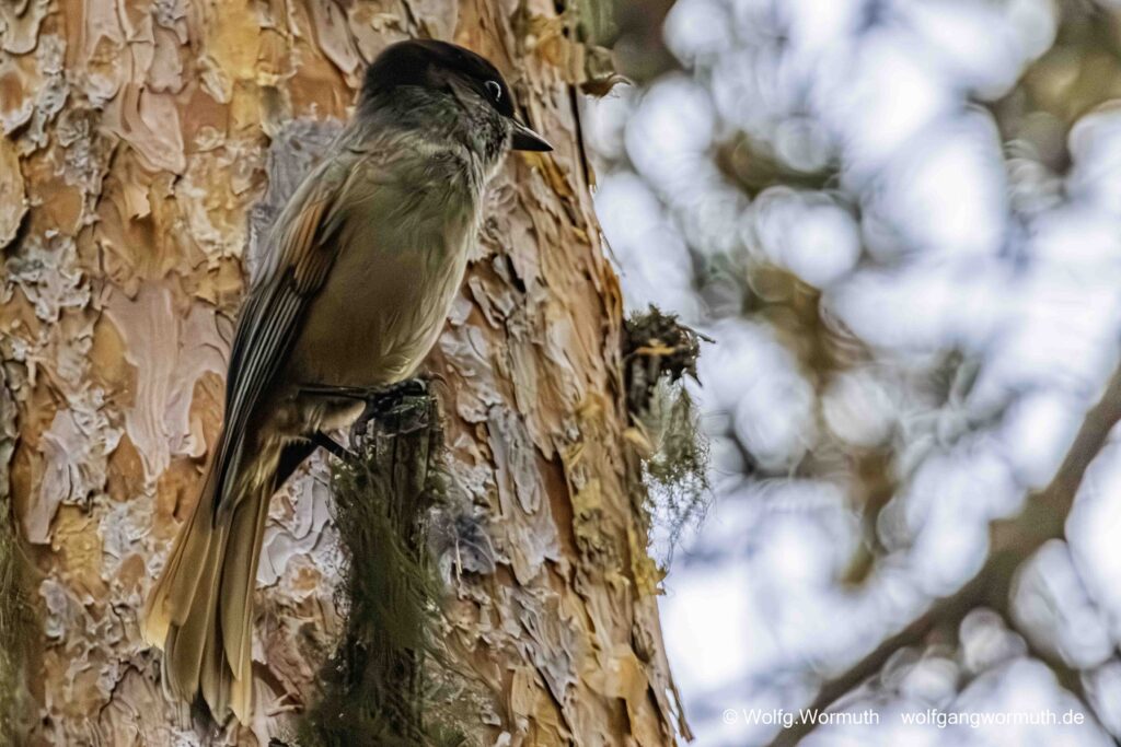 Unglückhäher in Finnland im Wald. Er sitzt im Baum.
